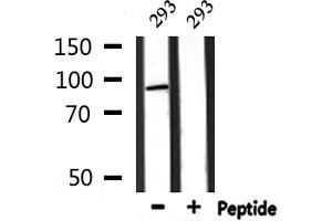 Image no. 2 for anti-Microtubule Associated serine/threonine Kinase-Like (MASTL) antibody (ABIN6259099)