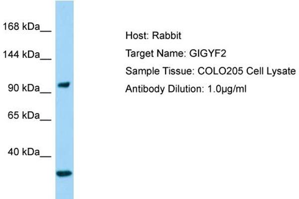 anti-GRB10 Interacting GYF Protein 2 (GIGYF2) (N-Term) antibody