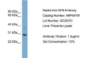 Image no. 1 for anti-Stratifin (SFN) (N-Term) antibody (ABIN2785885)