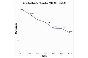 MEF2A antibody  (pThr312)