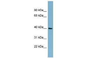 Image no. 1 for anti-Moloney Sarcoma Oncogene (MOS) (Middle Region) antibody (ABIN2786805)