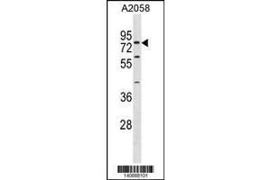 Image no. 1 for anti-Synaptotagmin XVI (SYT16) (AA 297-325) antibody (ABIN1881863)