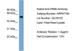 Image no. 3 for anti-Pyruvate Kinase M2 (PKM2) (Middle Region) antibody (ABIN2787394)