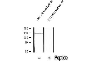 Image no. 1 for anti-Protein tyrosine Phosphatase, Receptor Type, A (PTPRA) (pTyr789), (pTyr798) antibody (ABIN6256036)