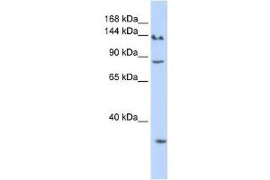 Image no. 2 for anti-SIN3 homolog A, transcription regulator (SIN3A) (N-Term) antibody (ABIN927385)