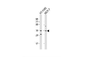 Image no. 6 for anti-Cyclin D1 (CCND1) (AA 68-97) antibody (ABIN389146)