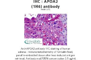Image no. 4 for anti-Apolipoprotein A-II (APOA2) (AA 1-100), (full length) antibody (ABIN1723433)
