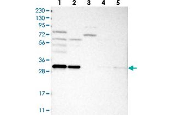 anti-Gem (Nuclear Organelle) Associated Protein 8 (GEMIN8) antibody