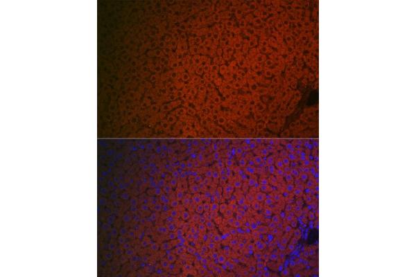 Coagulation Factor IX antibody  (AA 29-192)