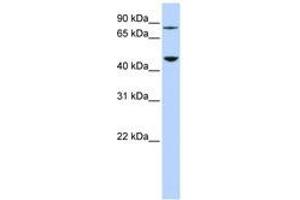 Image no. 1 for anti-Diphthamide Biosynthesis Protein 2 (DPH2) (AA 72-121) antibody (ABIN6741120)