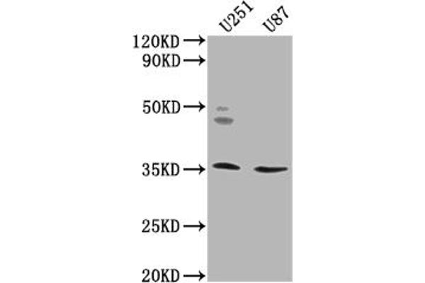 OR5K2 antibody  (AA 6-24)