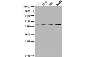 ICAM-3/CD50 anticorps  (AA 200-547)