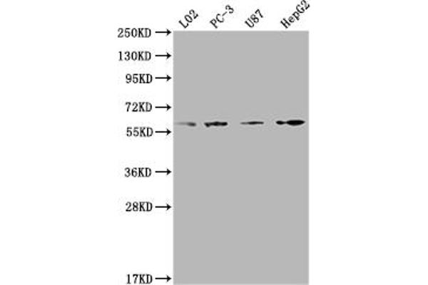 ICAM-3/CD50 antibody  (AA 200-547)
