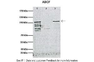 Image no. 2 for anti-ATP-Binding Cassette, Sub-Family F (GCN20), Member 1 (ABCF1) (C-Term) antibody (ABIN2781500)