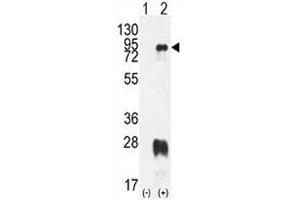 Image no. 3 for anti-Protein Arginine Methyltransferase 7 (PRMT7) (AA 1-30) antibody (ABIN3032364)
