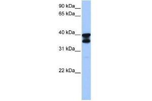 Image no. 1 for anti-Solute Carrier Family 25 (Mitochondrial Carrier, Adenine Nucleotide Translocator), Member 31 (SLC25A31) antibody (ABIN635043)