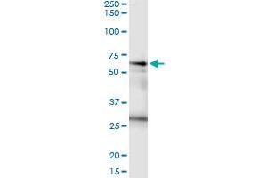 Image no. 1 for anti-Cleavage Stimulation Factor, 3' Pre-RNA, Subunit 2, 64kDa (CSTF2) (AA 1-577) antibody (ABIN947748)