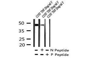 Image no. 3 for anti-GATA Binding Protein 2 (GATA2) (pSer192) antibody (ABIN6269951)