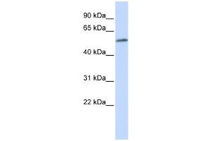 Image no. 1 for anti-Meis Homeobox 2 (MEIS2) (Middle Region) antibody (ABIN2775950)