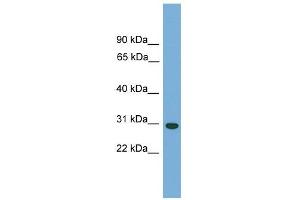Image no. 1 for anti-Carbonic Anhydrase VB, Mitochondrial (CA5B) (N-Term) antibody (ABIN633032)