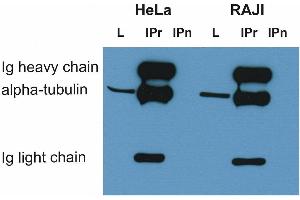 Image no. 4 for anti-alpha Tubulin (TUBA1) antibody (Biotin) (ABIN301997)