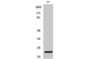 Image no. 1 for anti-RAB35, Member RAS Oncogene Family (RAB35) (Internal Region) antibody (ABIN3186624)