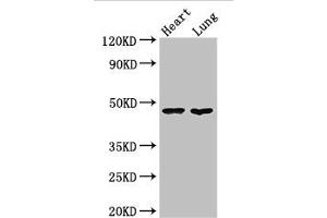 PAG1 anticorps  (AA 97-432)
