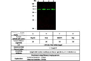 Image no. 2 for anti-Enolase 3 (Beta, Muscle) (ENO3) (AA 1-434) antibody (ABIN6923894)