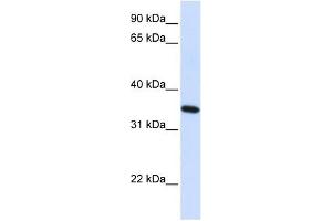 Image no. 1 for anti-Reticulon 1 (RTN1) (N-Term) antibody (ABIN635538)