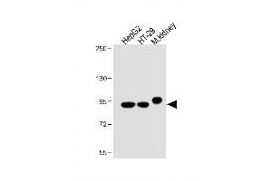 Image no. 9 for anti-Villin 1 (VIL1) (AA 180-207), (N-Term) antibody (ABIN390742)
