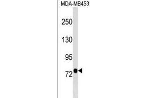 C9orf3 antibody  (N-Term)