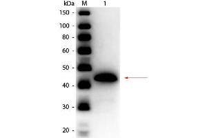 Image no. 1 for anti-Alcohol Dehydrogenase (ADH) antibody (HRP) (ABIN5596893)
