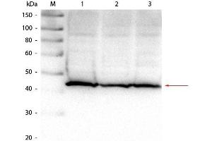 Image no. 1 for anti-Aldolase (ALD) antibody (ABIN94901)