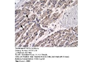 Image no. 1 for anti-Transcription Factor CP2-Like 1 (TFCP2L1) (N-Term) antibody (ABIN2777497)