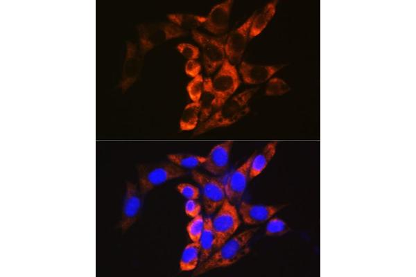 CAPNL1 antibody  (AA 20-330)