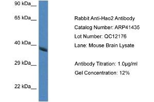 Image no. 1 for anti-Hydroxyacid Oxidase 2 (HAO2) (Middle Region) antibody (ABIN2776811)
