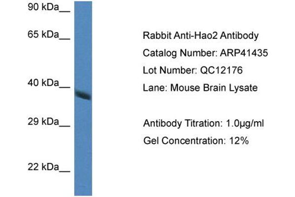 Hydroxyacid Oxidase 2 (HAO2) (Middle Region) antibody