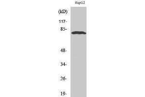 Image no. 1 for anti-Adenosine Deaminase, RNA-Specific, B1 (ADARB1) (Internal Region) antibody (ABIN3183180)