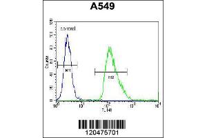 Image no. 5 for anti-Immediate Early Response 3 (IER3) (N-Term) antibody (ABIN2439761)