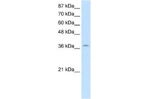 Image no. 1 for anti-Zinc Finger Protein 550 (ZNF550) (Middle Region) antibody (ABIN2778538)