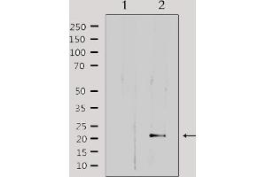 Image no. 2 for anti-Mitochondrial Ribosomal Protein L32 (MRPL32) (Internal Region) antibody (ABIN6258518)