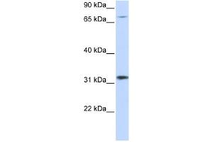 Image no. 1 for anti-Zinc Finger Protein 799 (ZNF799) (Middle Region) antibody (ABIN2775163)