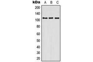 Image no. 1 for anti-Contactin 3 (Plasmacytoma Associated) (CNTN3) (Center) antibody (ABIN2705925)