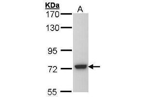 Image no. 2 for anti-N-Sulfoglucosamine Sulfohydrolase (SGSH) (C-Term) antibody (ABIN2855132)