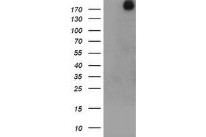 Image no. 1 for anti-Ubiquitin Specific Peptidase 9, X-Linked (USP9X) (AA 2246-2570) antibody (ABIN1491229)
