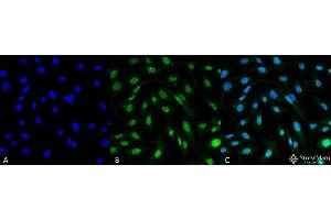 MDC1 antibody  (N-Term) (HRP)