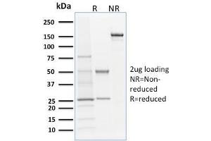 Image no. 1 for anti-CD207 Molecule, Langerin (CD207) (AA 74-213) antibody (ABIN6940244)