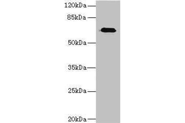 Calpain 6 antibody  (AA 195-494)