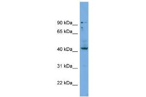 Image no. 2 for anti-Homeobox B3 (HOXB3) (Middle Region) antibody (ABIN2774211)
