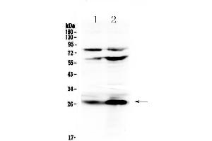 anti-Complement Factor D (CFD) (AA 26-263) antibody